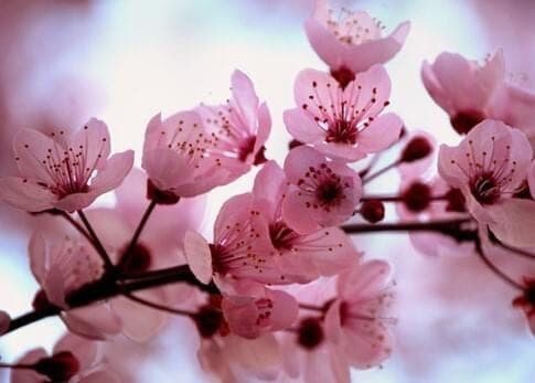 Fleurs de Bach et stress chronique : les remèdes pour accompagner les émotions du quotidien
