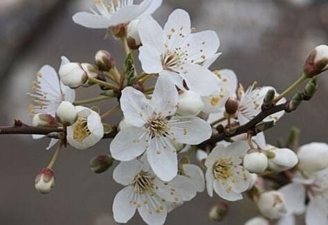 Mener une consultation fleurs de Bach : les étapes pour accompagner ses clients avec justesse