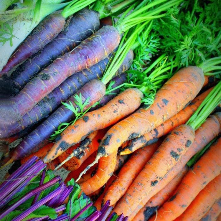 La permaculture : principes, éthique et pourquoi ça change tout