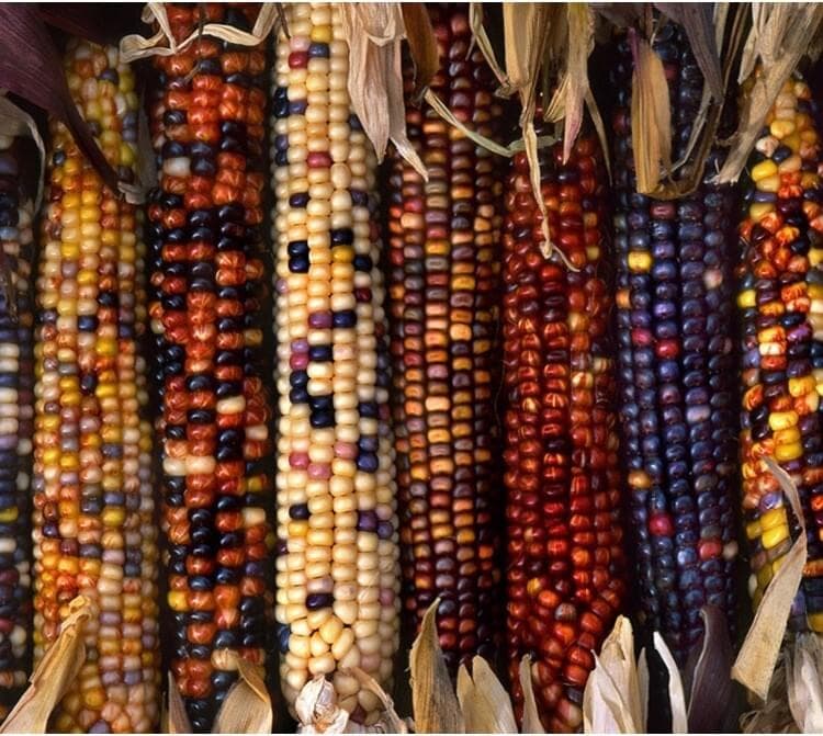 Se former à la permaculture : PDC, durée et comment choisir sa formation