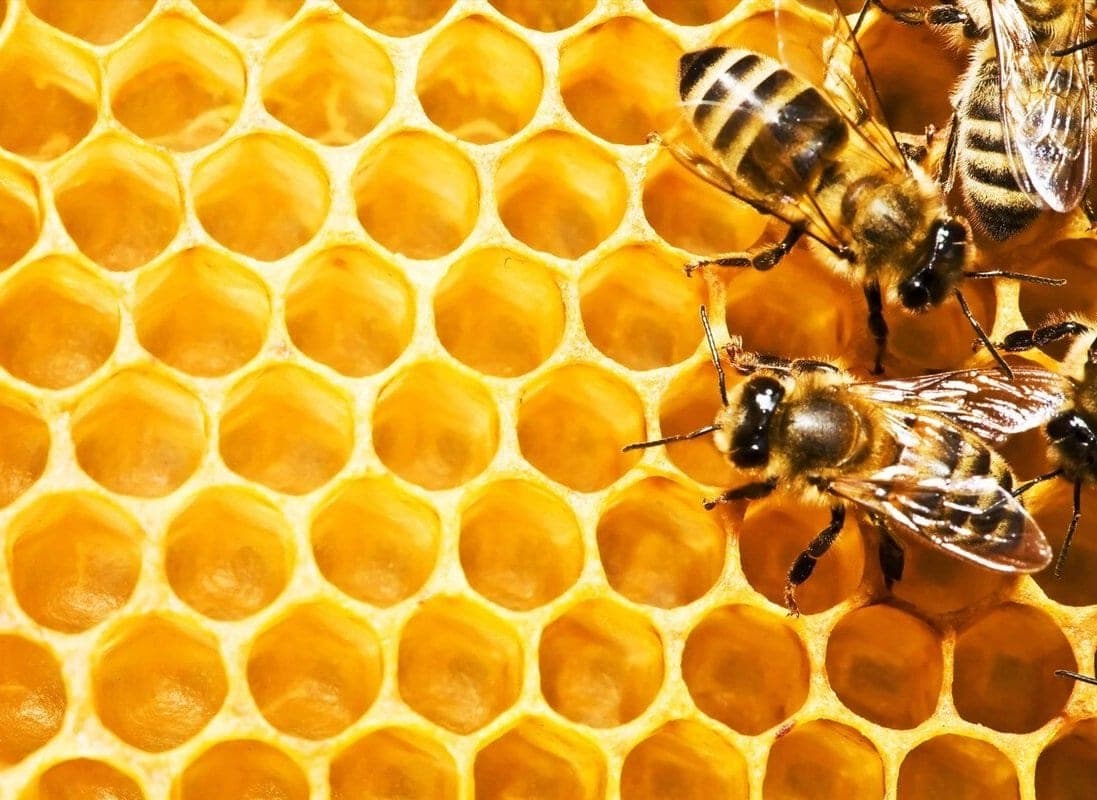 Apipuncture et venin d'abeille : ce que c'est, les precautions et les limites