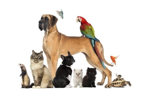 Se former à la naturopathie animalière : reconversion, prérequis et perspectives en 2026